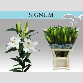 лилия Or Signum