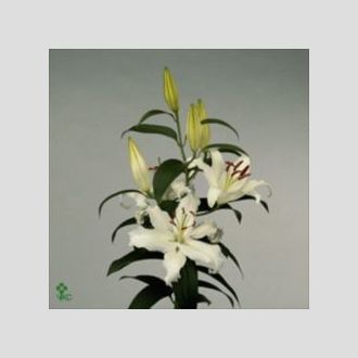 лилия Or White Proud