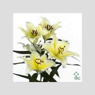 лилия Or White-Yellow