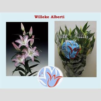лилия Or Willeke Alberti