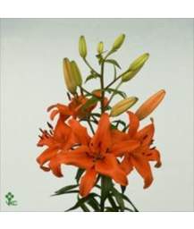 лилия Asiatic Orange Ton