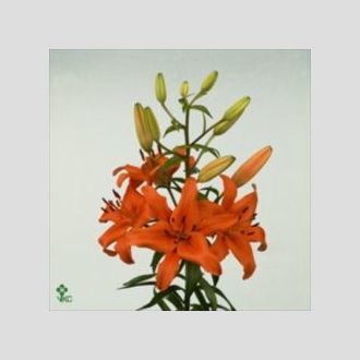 лилия Asiatic Orange Ton
