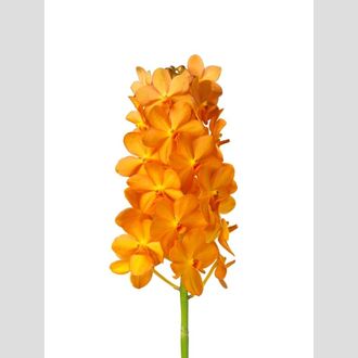 ванда Natacha Magic Orange