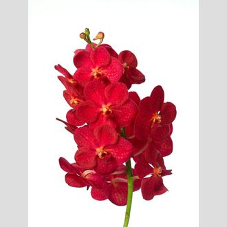 ванда Red Magic