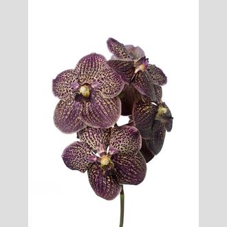 ванда Sunanda Chocolate Brown
