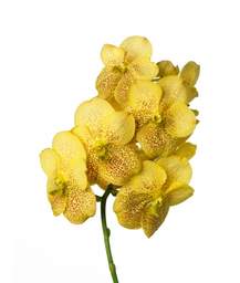 ванда Sunanda Magic Yellow