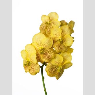 ванда Sunanda Magic Yellow