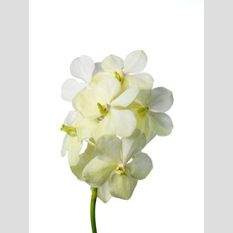 ванда White Magic