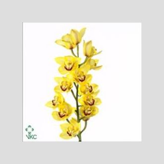 цимбидиум Yellow