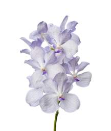 ванда Kanchana Lavender Mist
