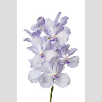 ванда Kanchana Lavender Mist