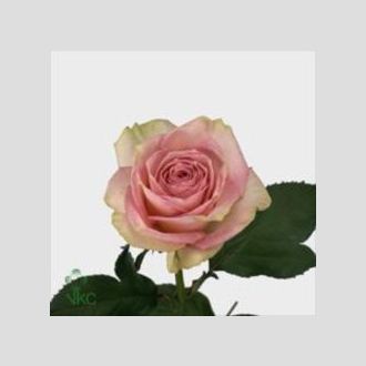 роза Esperance
