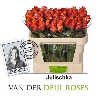 роза Julischka