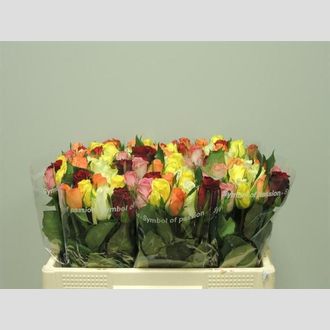 роза MIX in Bunch