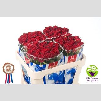 роза Passion FFP