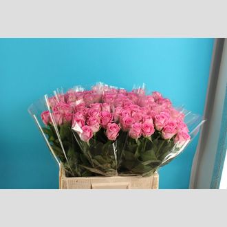 роза Per Bunch Aqua