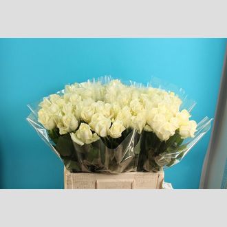 роза Per Bunch Avalanche