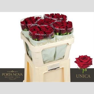 роза Red Naomi Magna
