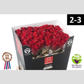 роза Red Naomi Marjoland