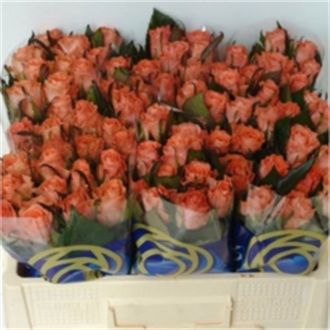 роза Rosalie