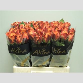 роза Atomic