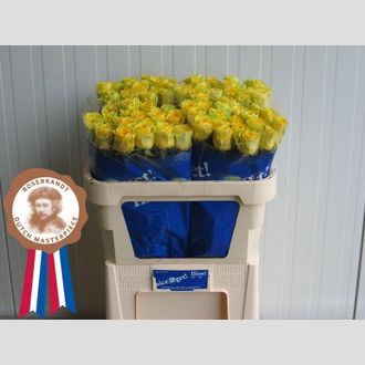 роза Ilios