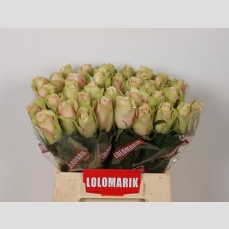 роза La Belle