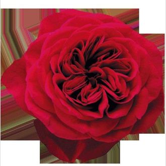 роза David Austin Darcey малиновый