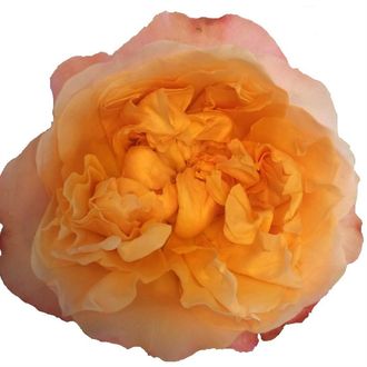 роза David Austin Edith жёл-оранжевый