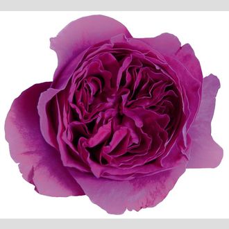 роза David Austin kate малиновый