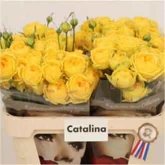 роза кустовая Catalina