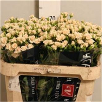 роза кустовая Cream Gracia