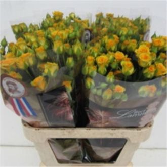 роза кустовая Dutch Dakar