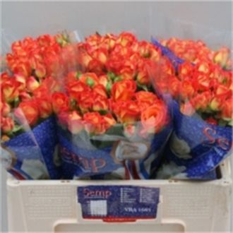 роза кустовая Fiesta Bubbles