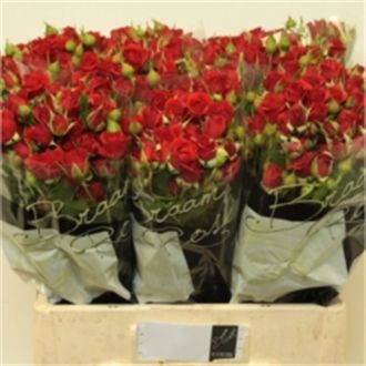 роза кустовая Mirabel