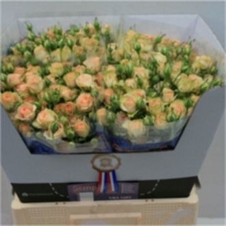 роза кустовая Romantic Pepita