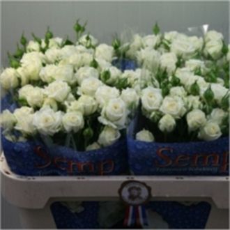 роза кустовая White Bubbles