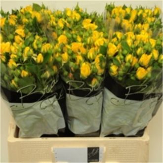 роза кустовая Yellow Babe