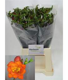 фрезия Mandarine