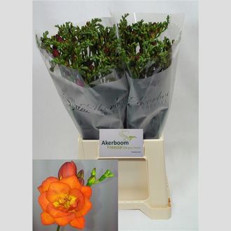фрезия Mandarine