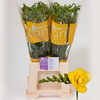 фрезия Soleil