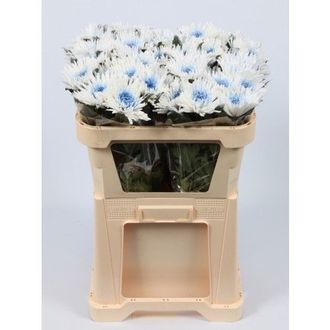 хризантема одноголовая Anastasia Marshmellow Blue