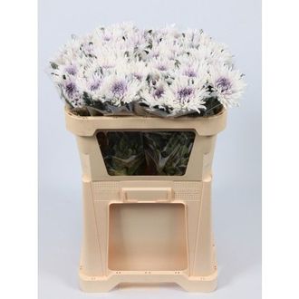 хризантема одноголовая Anastasia Marshmellow Liliac