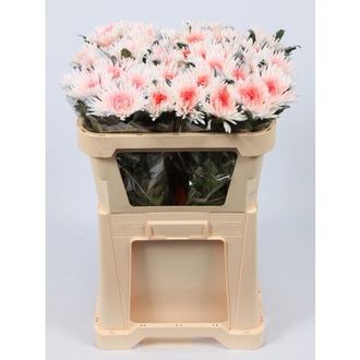 хризантема одноголовая Anastasia Marshmellow Red