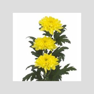 хризантема одноголовая Zembla Yellow