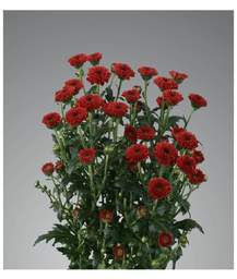 сантини Calimero Red