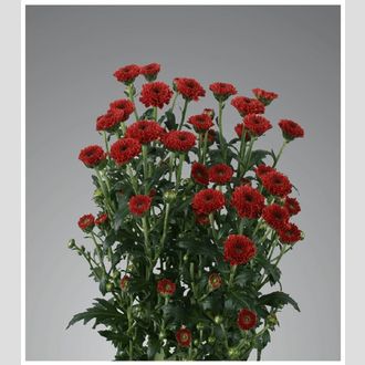 сантини Calimero Red
