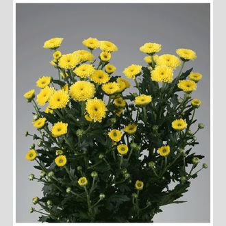 сантини Calimero Yellow