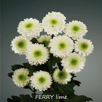 сантини Ferry