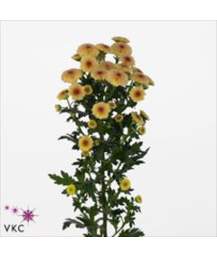 сантини Calimero Apricot